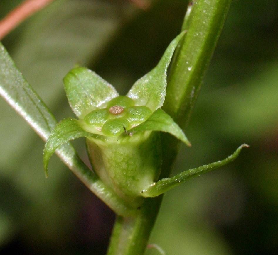 A small, spherical, green seed pod with four sepals nestled between a stem and a narrow leaf. 