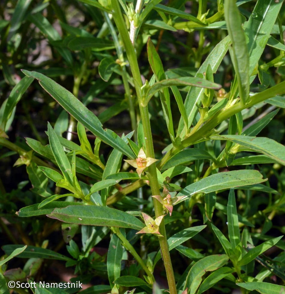 Green stems and narrow, long leaves of Ludwigia polycarpa, with three seed boxes visible near the lower center of the photo.