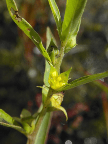 A green stem with a few narrow leaves and a small, petal-less flower with a yellowish pistil and stamens emerging from the center.
