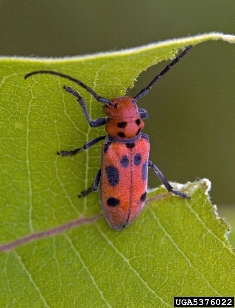 A red milkweed beetle with black spots chews on a partially-eaten milkweed leaf.