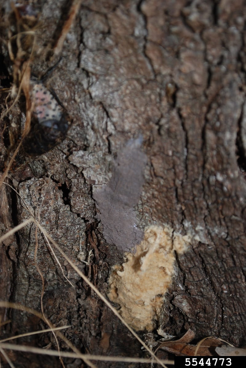 A gray, putty-like spotted lanternfly egg mass sits just above a tan, fuzzy spongy moth egg mass on a tree trunk.