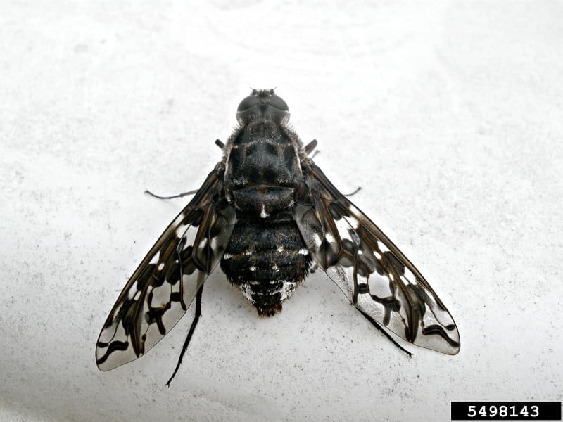 A black tiger bee fly on a white background.