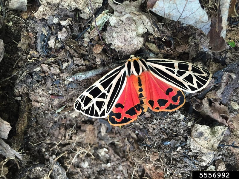A tiger moth with open wings on a bed of mulch and debris.
