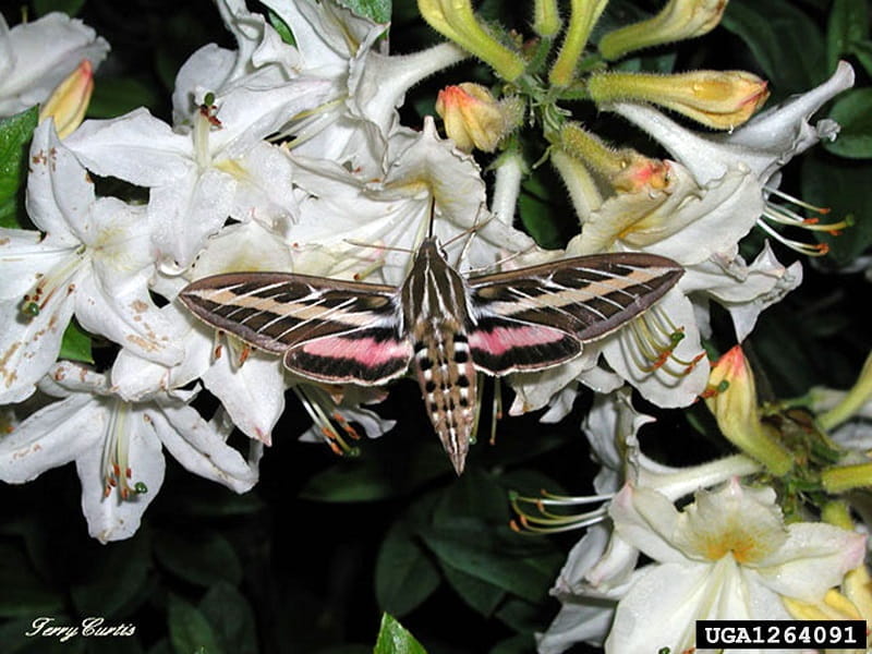 A white lined sphinx moth with wings open perching on a cluster of white flowers.