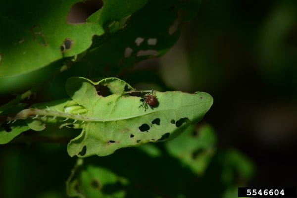 The mile-a-minute weevil (Rhinoncomimus latipes) on the underside of a mile-a-minute weed leaf which shows damage from beetle feeding. 