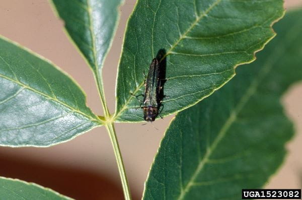 An invasive emerald ash borer beetle on a leaf.
