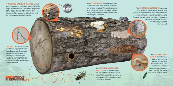An infographic showing a log carrying various invasive insects and diseases, like Asian longhorned beetle and oak wilt.