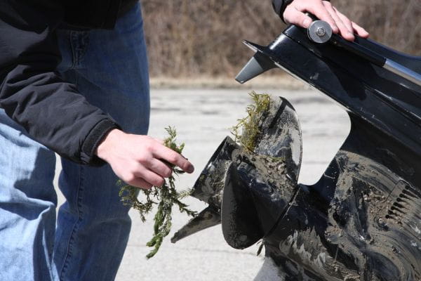 A person removes aquatic weeds from a muddy boat motor.