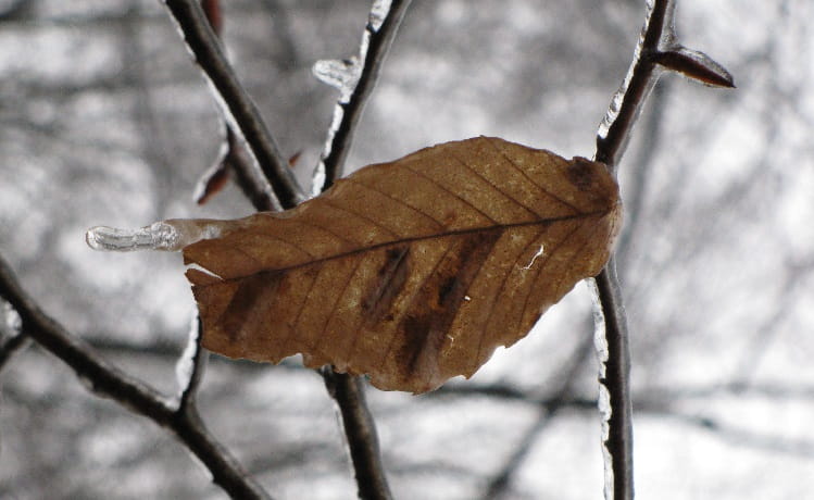 A brown beech leaf attached to a twig. Leaf shows dark striping between some veins. Other twigs and winter landscape in background.