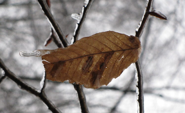 A brown beech leaf attached to a twig. Leaf shows dark striping between some veins. Other twigs and winter landscape in background.
