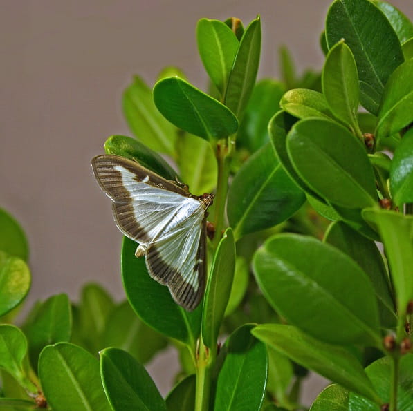 A white moth with brown edges with open wings on a box tree twig.