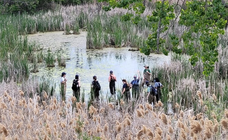 People in waders standing in a semi-circle at the edge of a wetland with phragmites plants in the foreground.