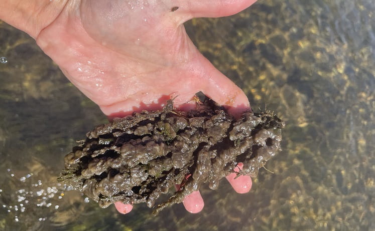 An open hand, extended over a riverbed, holding a clump of didymo.