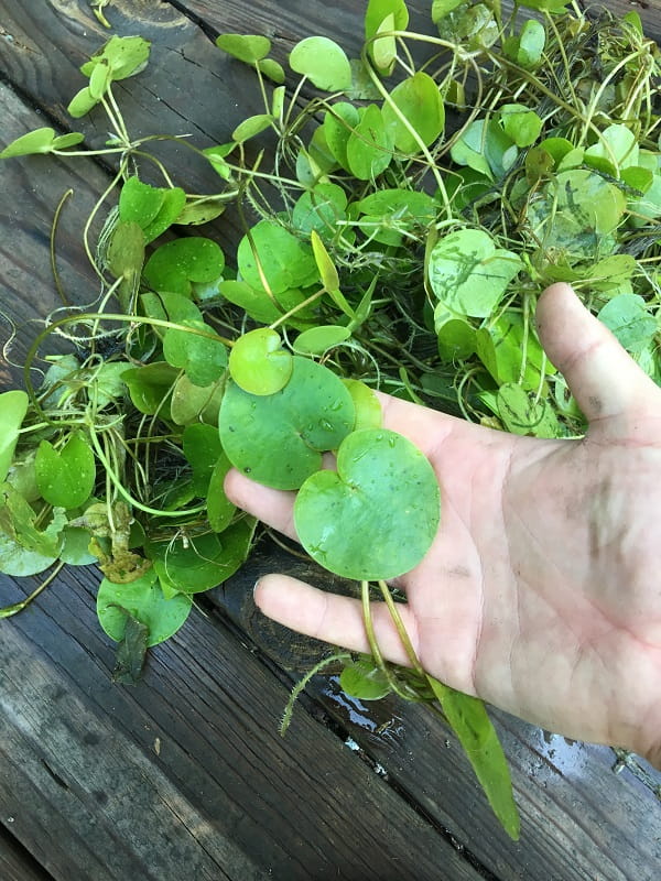 An upturned hand displays two rounded European frog-bit leaves above a pile of plants on a dock.