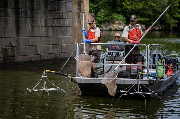 Two men holding nets stand in the front of a boat fitted with electrofishing gear. A female captain can be seen behind them.