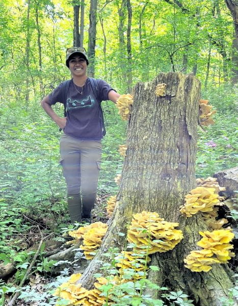 Fungal ecologist Aishwarya Veerabahu stands beside a patch of golden oyster mushrooms growing on a stump in a Wisconsin forest.