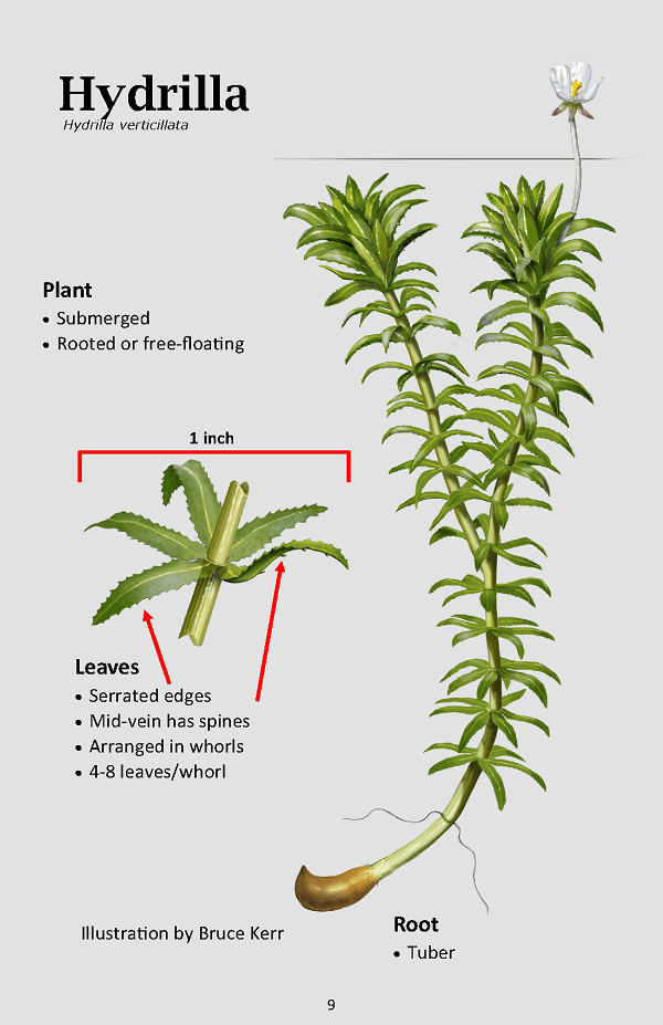 Hydrilla is characterized by serrated leaves, generally in whorls of five, surrounding long stems. Illustration by Bruce Kerr.