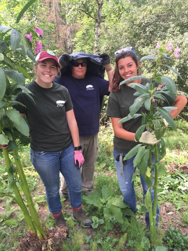 Three CISMA workers stand outdoors. Two are holding 6-foot stalks of invasive purple jewelweed removed from the area.