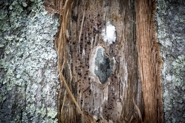 A gray and black fungal pad found under the bark of an oak tree infected with oak wilt.