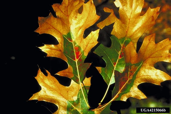 A cluster of four red oak leaves with brown edges and tips and green centers.
