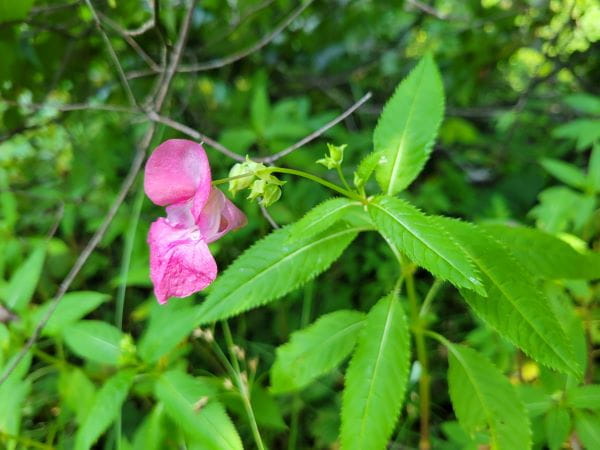 Invasive purple jewelweed has a purple to white, orchid-like flower and elongated, serrated leaves.