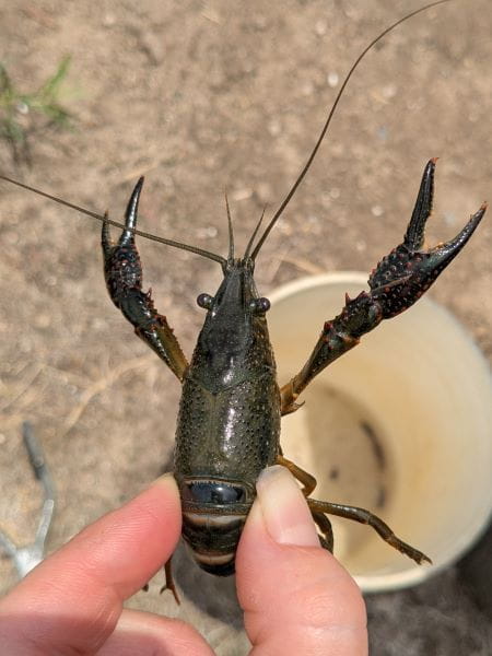 An invasive red swamp crayfish held between a person's thumb and forefinger.