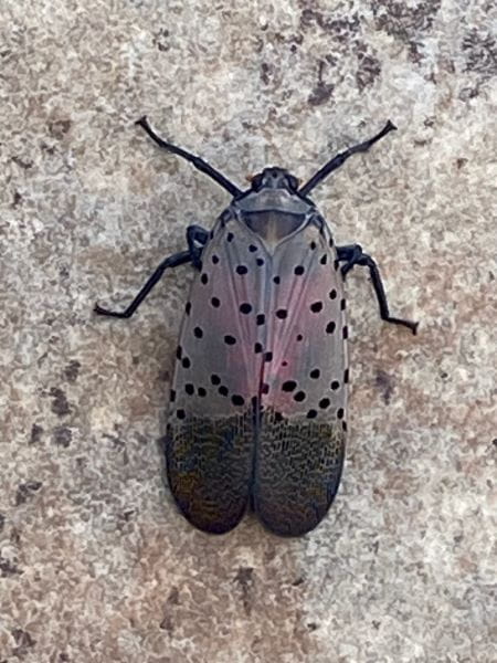 An adult spotted lanternfly with wings closed on a tree trunk.