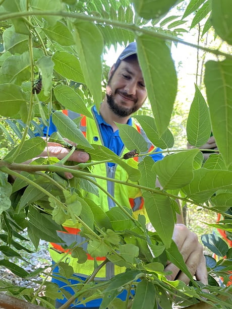 A man in a hat and yellow safety vest, viewed through the branches of a tree of heaven. An adult spotted lanternfly is on a branch near the man's right hand. Another is on a branch near his head.