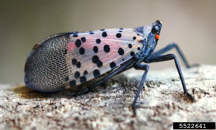 An adult spotted lanternfly with wings folded, seen from the side. Visible wing is purplish-gray, with red tints and black spots toward the head. 