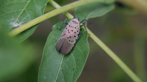 An adult spotted lanternfly on a leaf with wings folded.