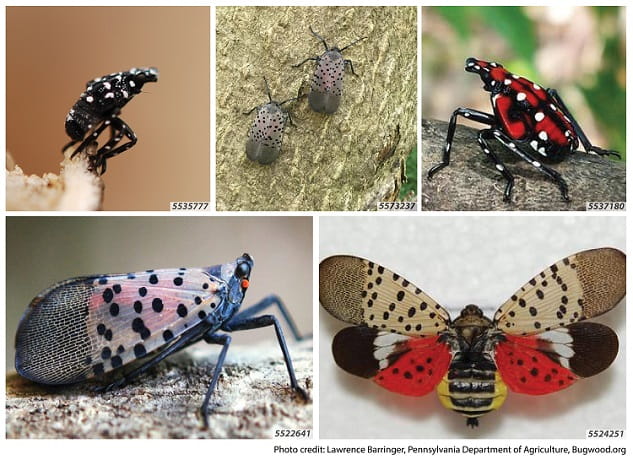 A collage of spotted lanternfly photos. Top right and left show the nymph life stage. Top center shows two adults on a tree trunk. Bottom left is an adult with folded wings, and right is one with open wings.