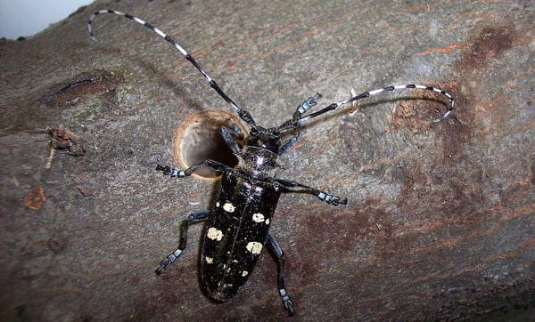 The Asian longhorned beetle measures up to 1.5" in length, with a shiny black body and irregular white blotches. Antennae are banded black and white.