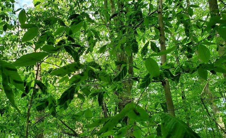 Looking upward at the canopy of a beech tree forest. Some leaves are striped from beech leaf disease.