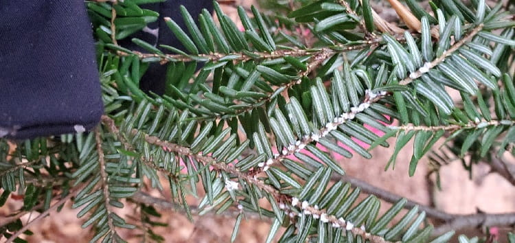 A hemlock branch with hemlock woolly adelgid ovisacs along the twig at the needle base.