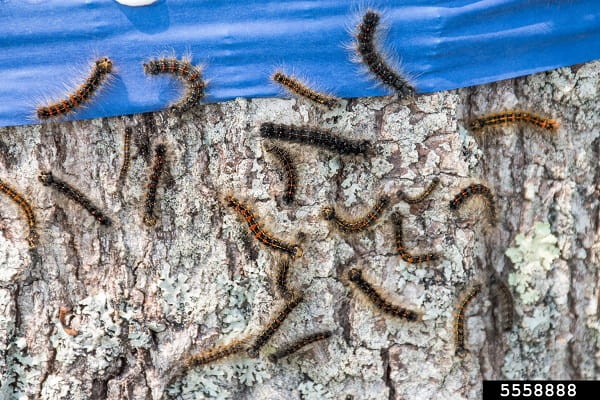Approximately 20 spongy moth caterpillars climbing on a tree trunk, with four stuck to a band of blue tape wrapped around the trunk. Courtesy of Karla Salp, Bugwood.org.
