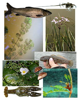 A collage of invasive species photos