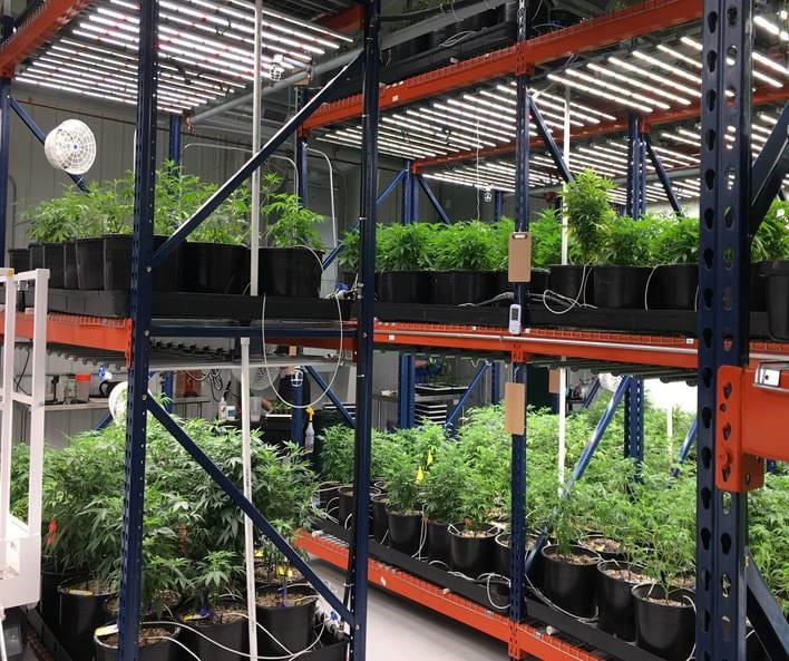 Cannabis Main Picture
