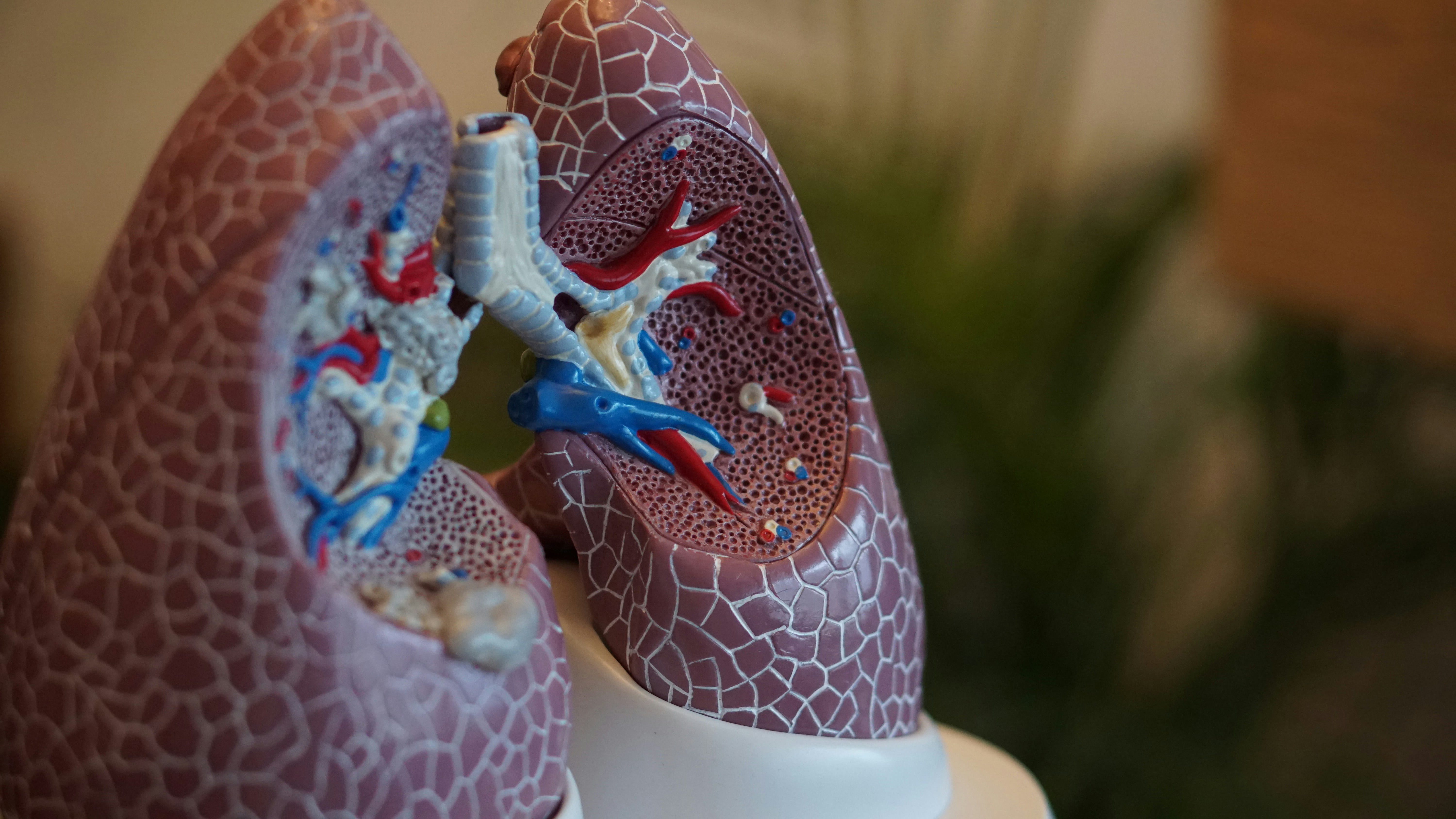 Plastic model of human lungs