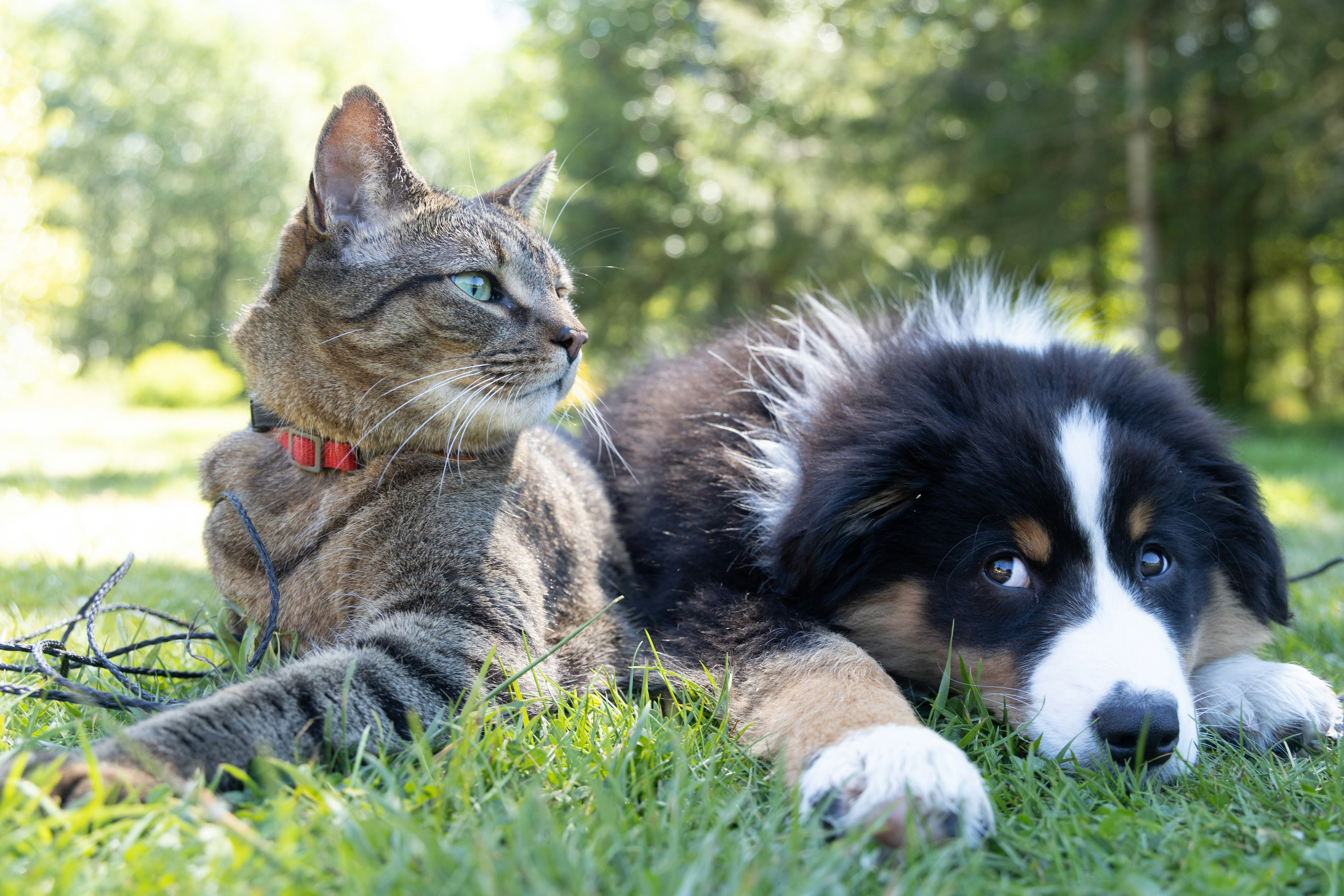 Cat and dog lying next to eachother in the grass