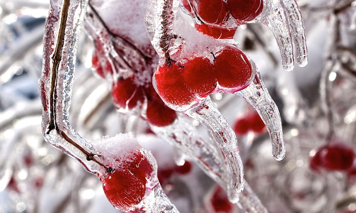 Ice-Covered Berries on a Branch