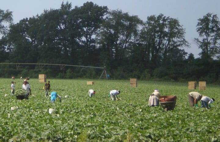 Agriculture Workers during Cucumber Harvest