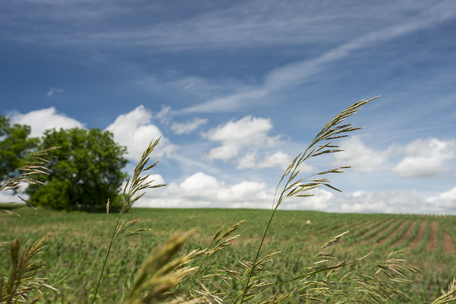 Corn blowing in the breeze.