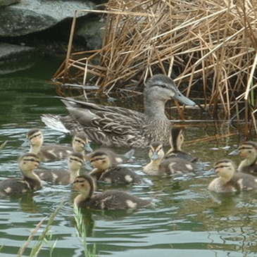 Ducks swimming in a pond.