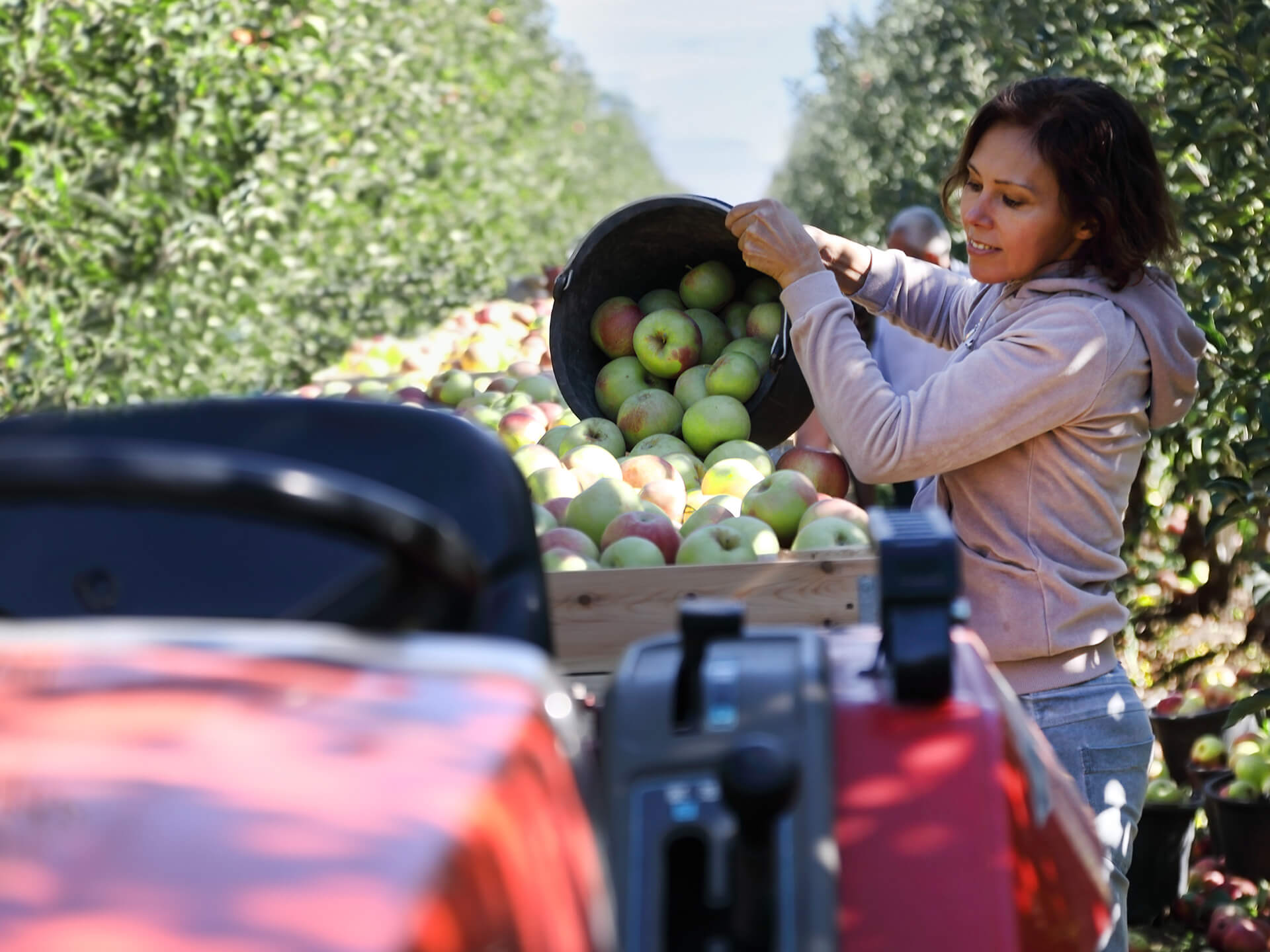 A person harvesting green and red apples in an orchard, pouring a bucket of freshly picked apples into a large wooden crate on a tractor. The background shows rows of apple trees under a clear, sunny sky.