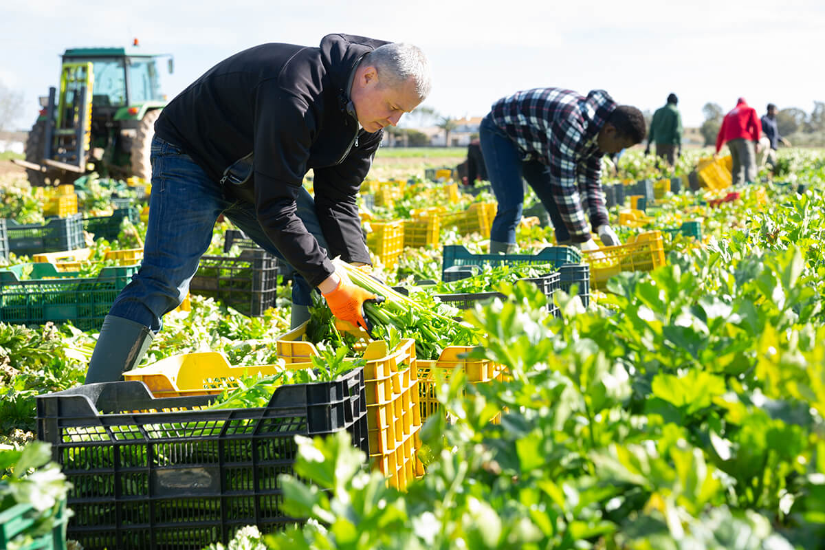 Multiple workers spread across a field harvesting celery and placing the stalks into large plastic crates with a tractor visible in the background under a bright, clear sky.