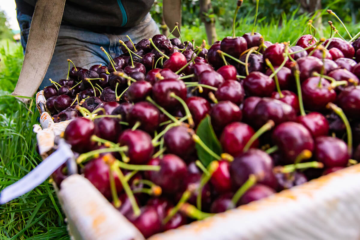  A close-up of freshly harvested dark red cherries with stems and leaves, piled high in a basket carried by a worker in a cherry orchard.