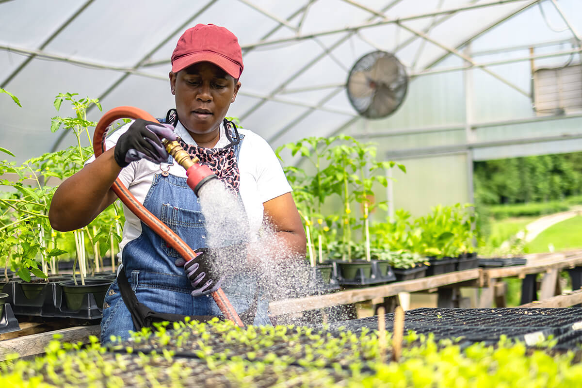 A woman wearing a red cap, denim overalls, gloves, and a patterned bandana waters young plants inside a greenhouse. She holds a large hose nozzle, spraying water onto seedlings arranged in trays on wooden tables, with lush greenery visible in the background.