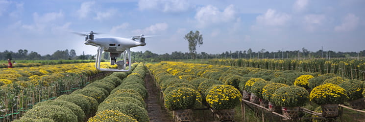 Drone over field of chrysanthemums