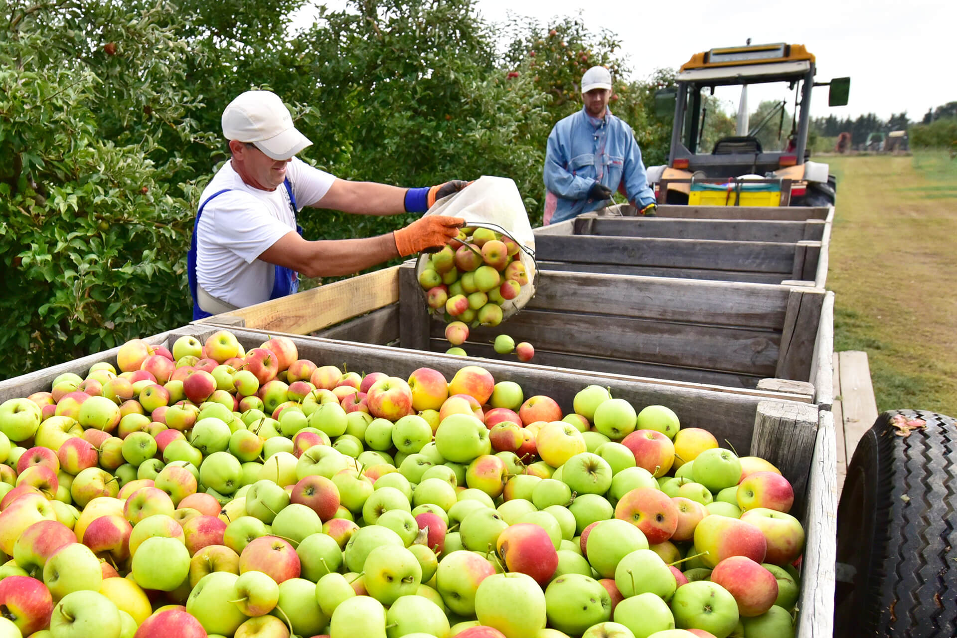 Workers emptying harvested apples into large wooden bins beside an orchard.
