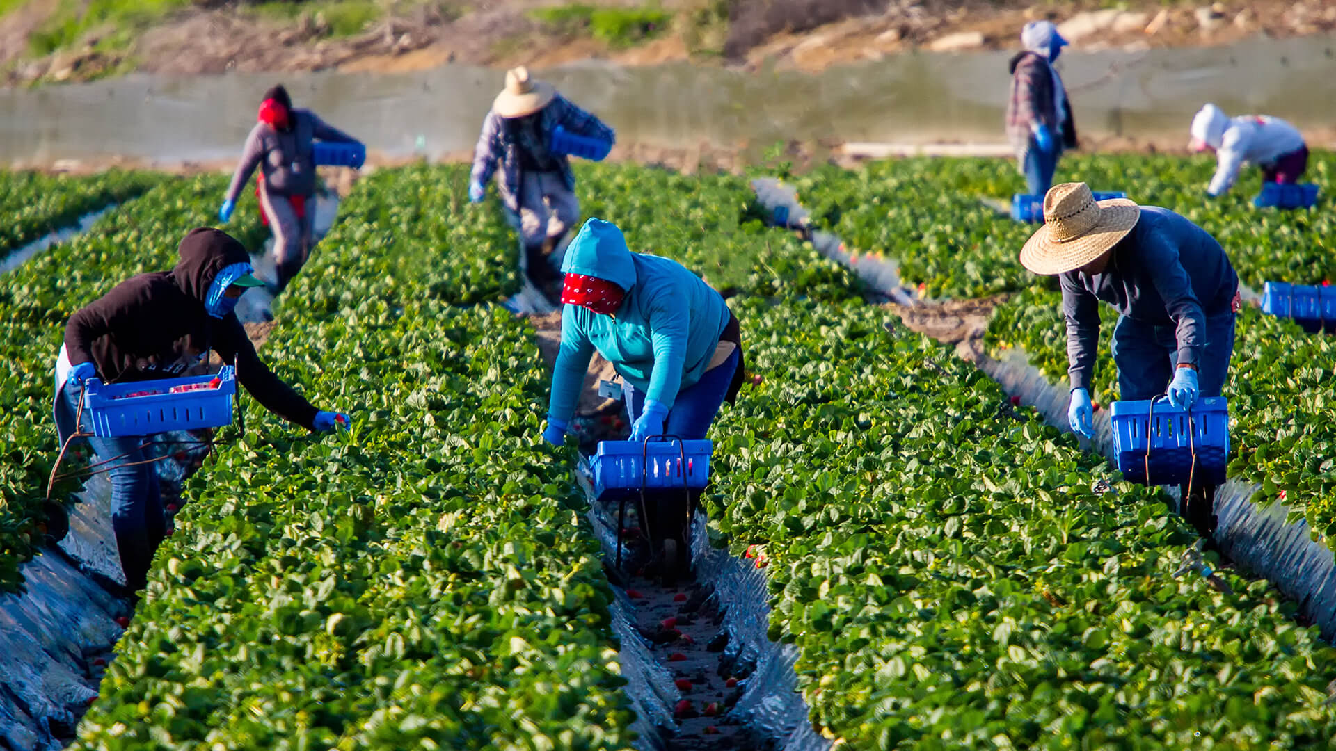 Several individuals working in a crop field, harvesting produce into blue containers.
